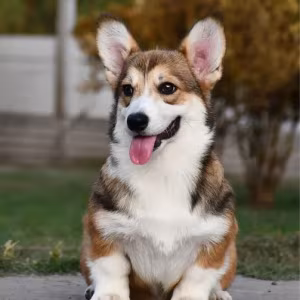 Welsh Corgi Pembroke
