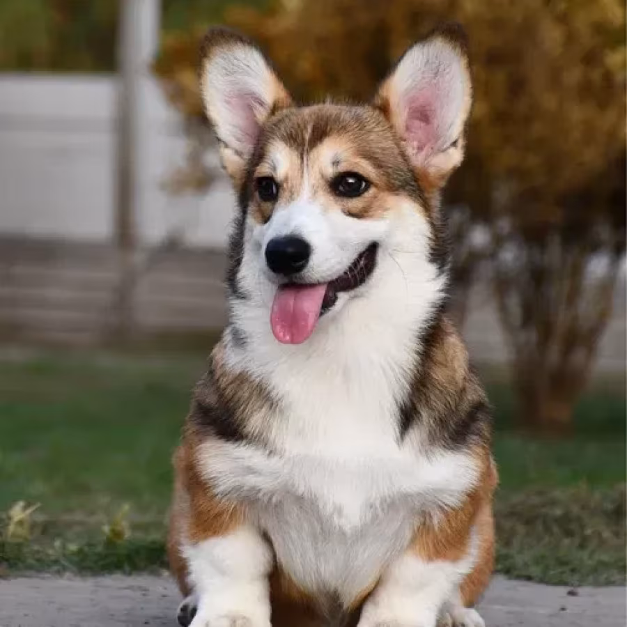 Welsh Corgi Pembroke