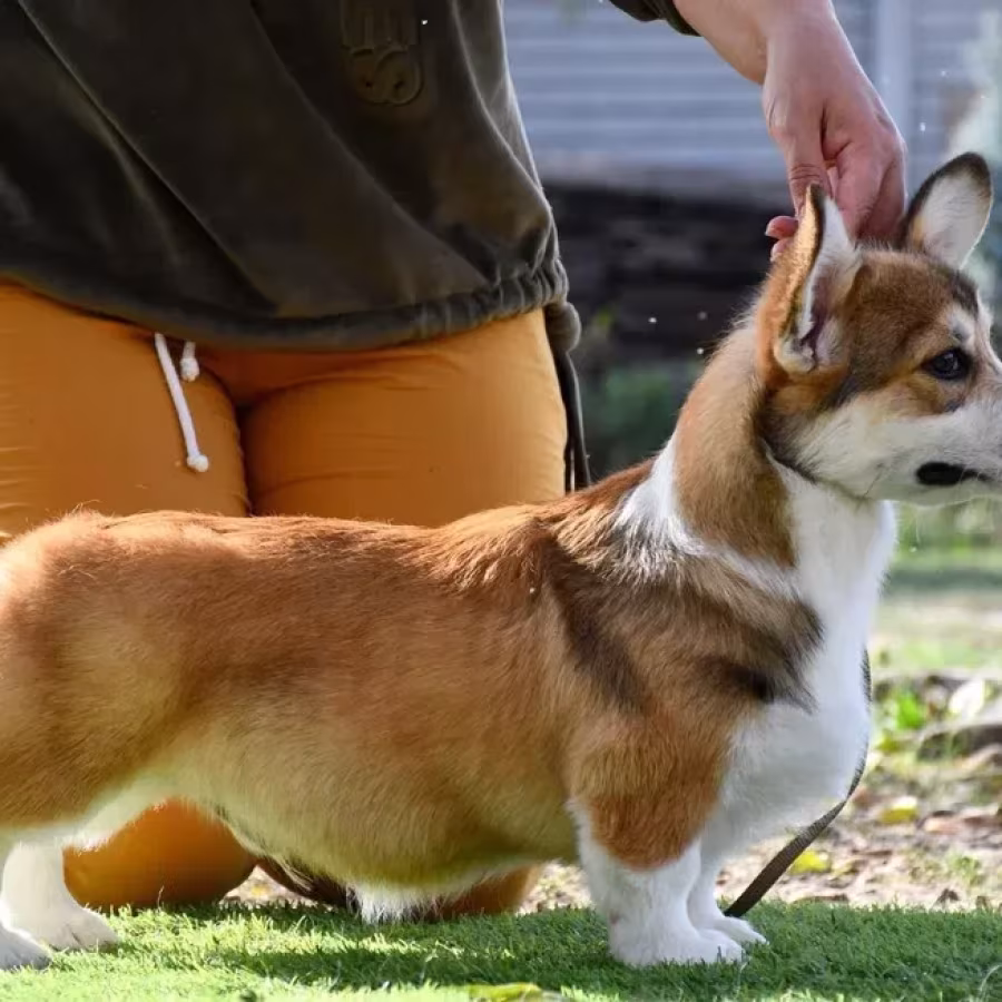 Welsh Corgi Pembroke