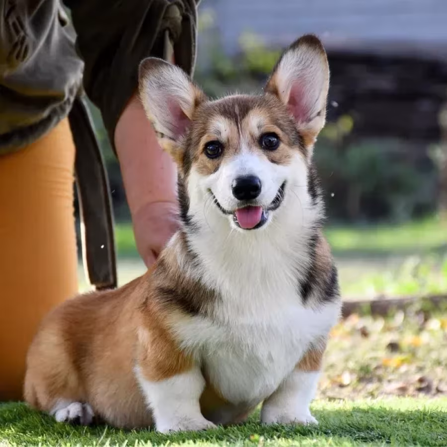 Welsh Corgi Pembroke