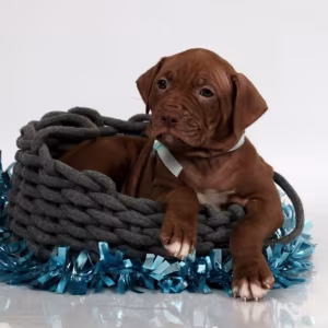 Female American Pit Bull Terrier Puppy for Sale in Clifton, CO
