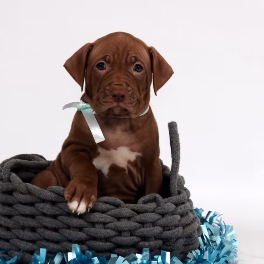 Female American Pit Bull Terrier Puppy for Sale in Clifton, CO