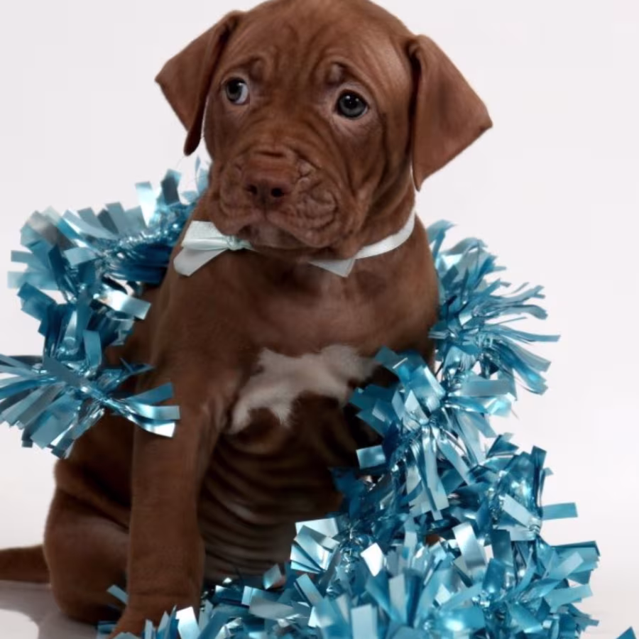 Female American Pit Bull Terrier Puppy for Sale in Clifton, CO