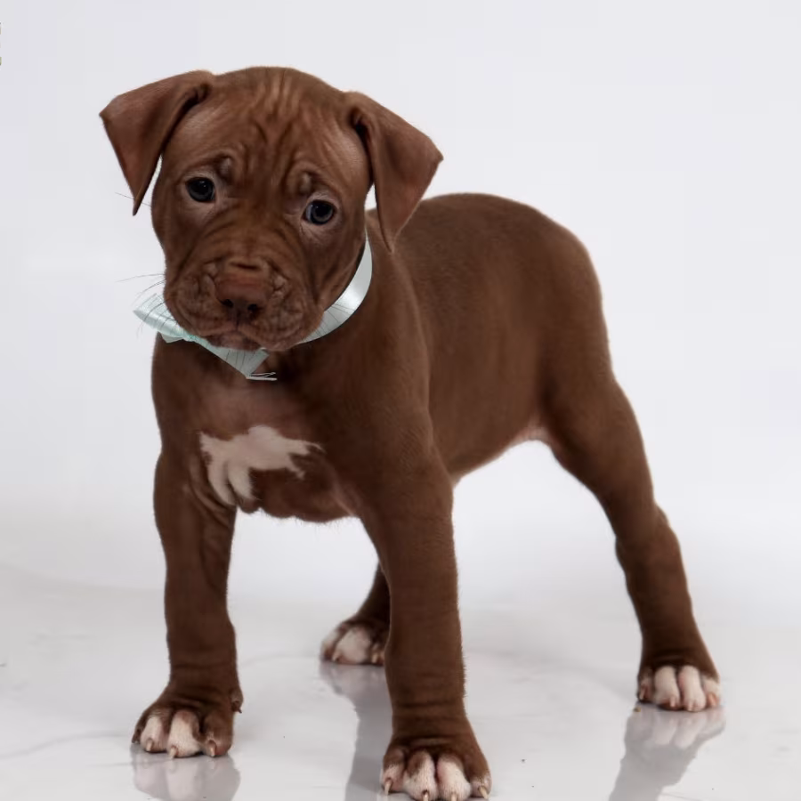 Female American Pit Bull Terrier Puppy for Sale in Clifton, CO