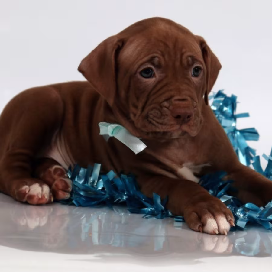 Female American Pit Bull Terrier Puppy for Sale in Clifton, CO