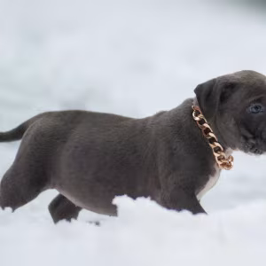 American Pit Bull Terrier Puppies for Sale in Chadron, NE