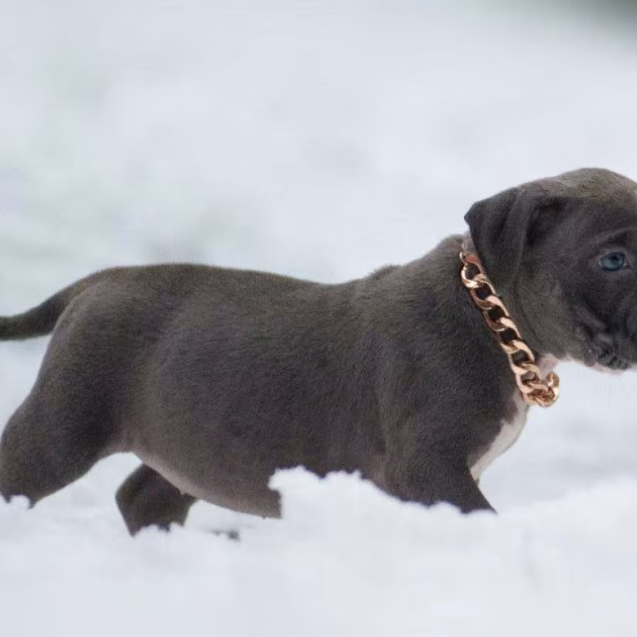 American Pit Bull Terrier Puppies for Sale in Chadron, NE