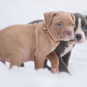 American Pit Bull Terrier Puppies for Sale in Chadron, NE