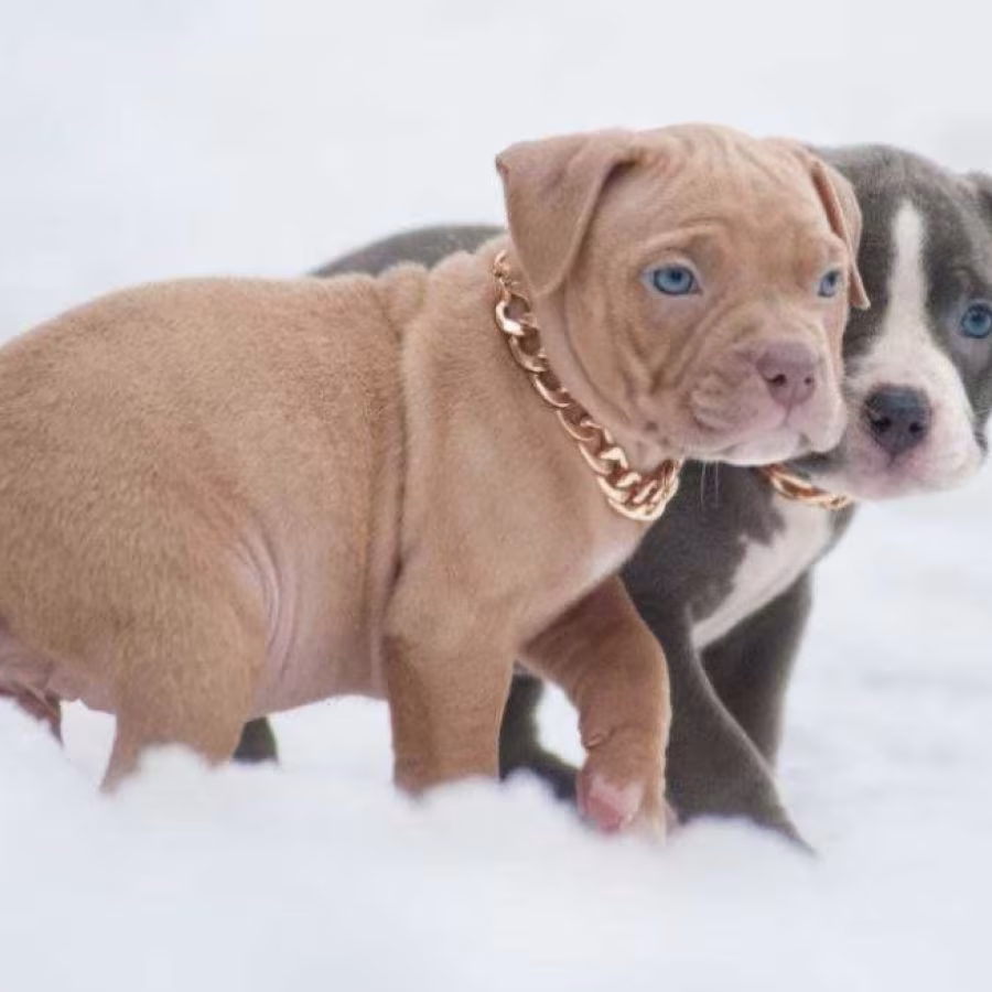 American Pit Bull Terrier Puppies for Sale in Chadron, NE