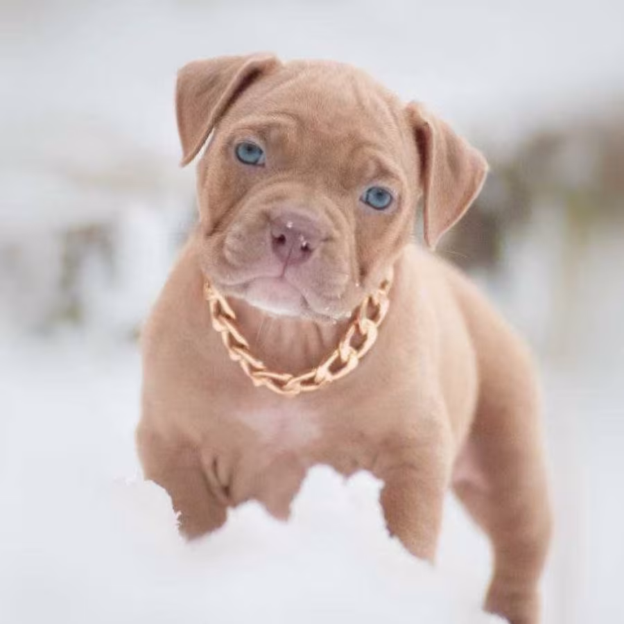 American Pit Bull Terrier Puppies for Sale in Chadron, NE