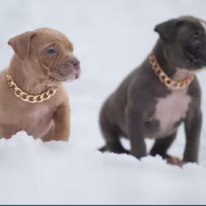 American Pit Bull Terrier Puppies for Sale in Chadron, NE