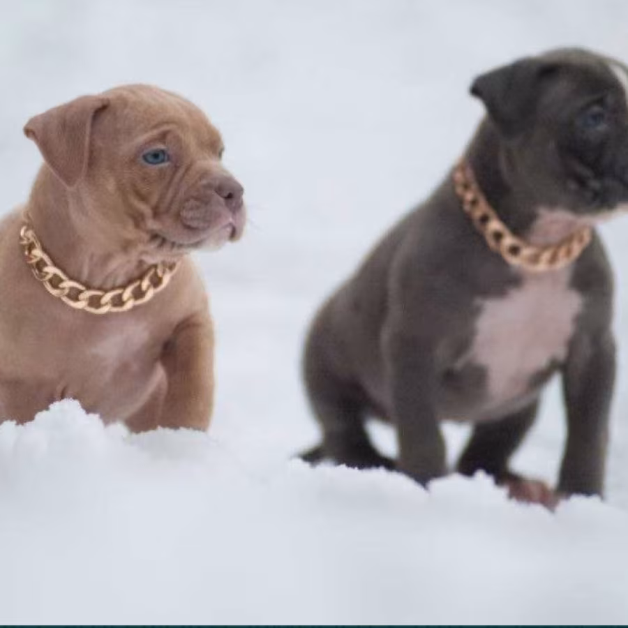 American Pit Bull Terrier Puppies for Sale in Chadron, NE
