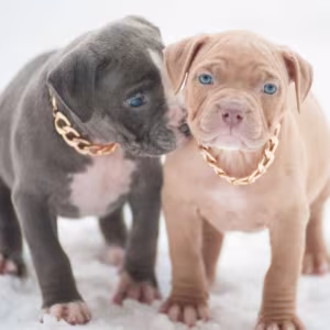 American Pit Bull Terrier Puppies for Sale in Chadron, NE