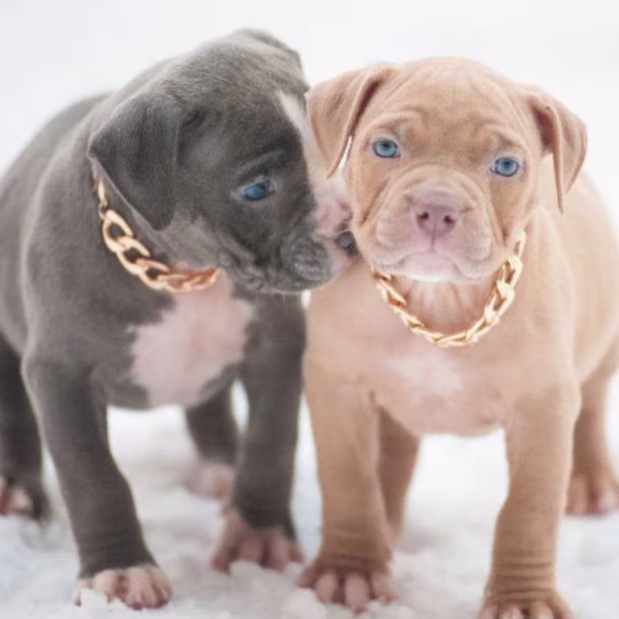 American Pit Bull Terrier Puppies for Sale in Chadron, NE