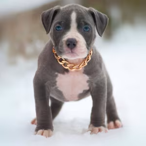 American Pit Bull Terrier Puppies for Sale in Chadron, NE