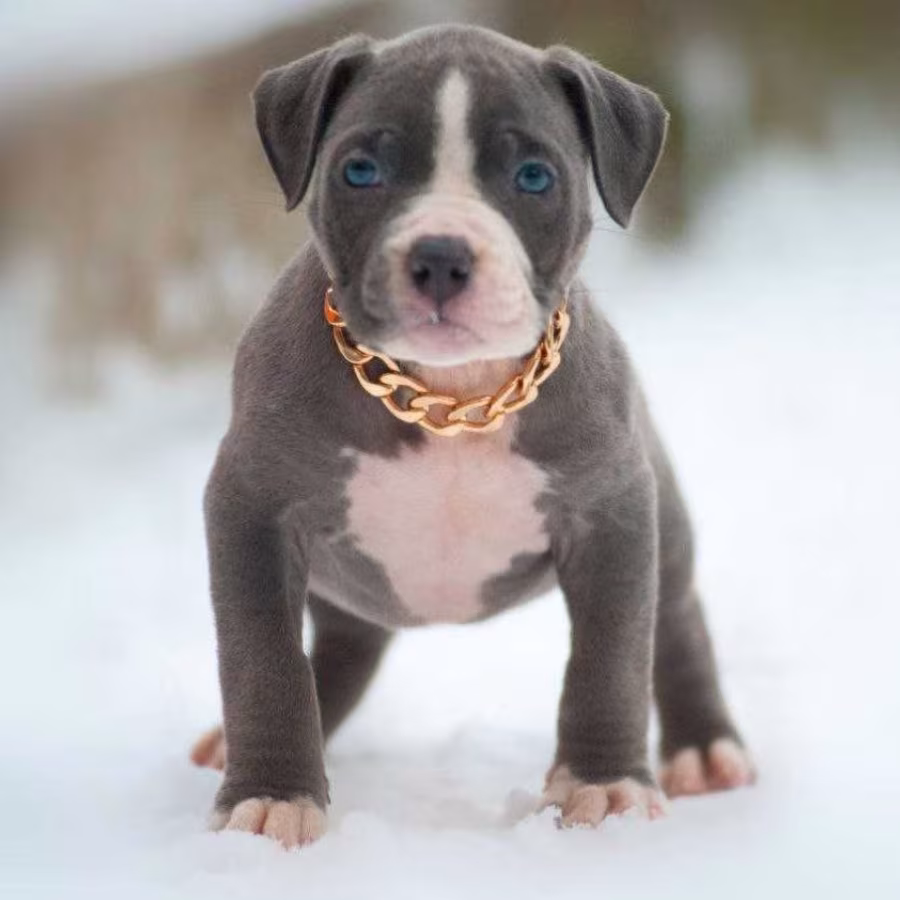 American Pit Bull Terrier Puppies for Sale in Chadron, NE