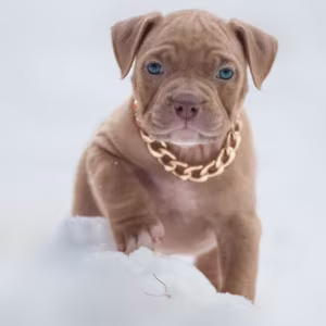 American Pit Bull Terrier Puppies for Sale in Chadron, NE