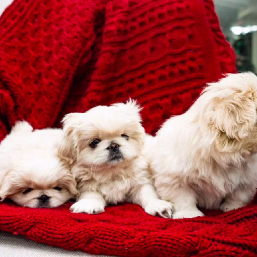 Pekingese Puppies for Sale in Dallas, TX