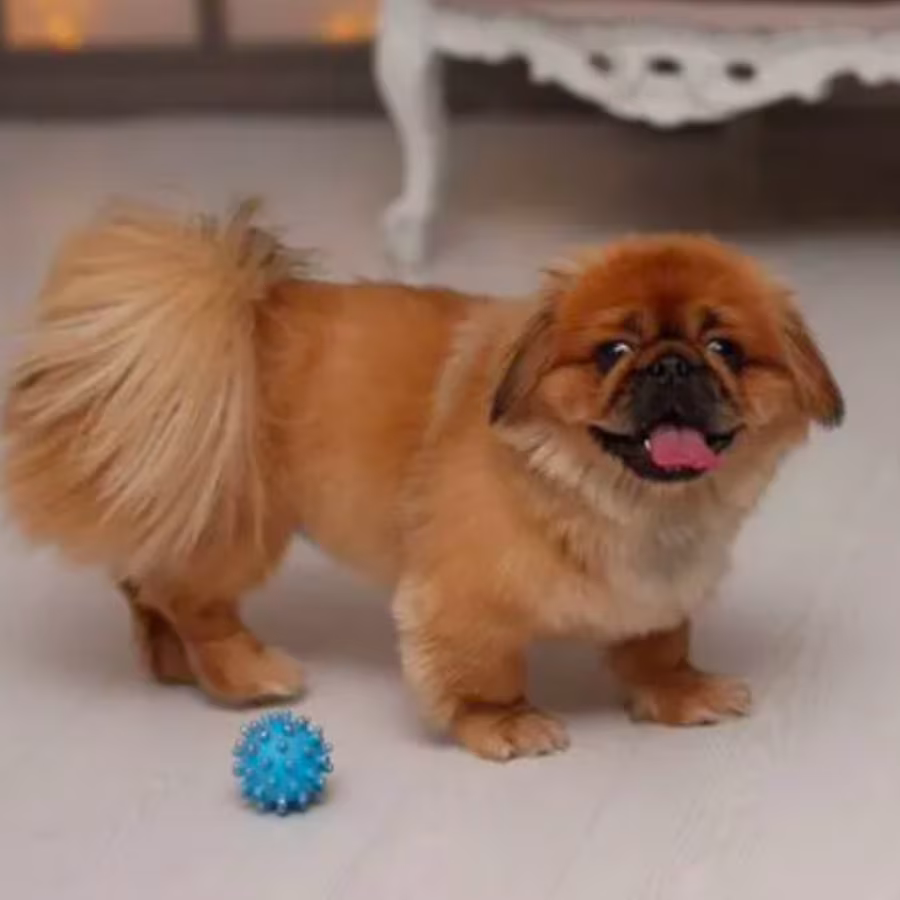 Female Pekingese Puppy for Sale in Bronx, NY