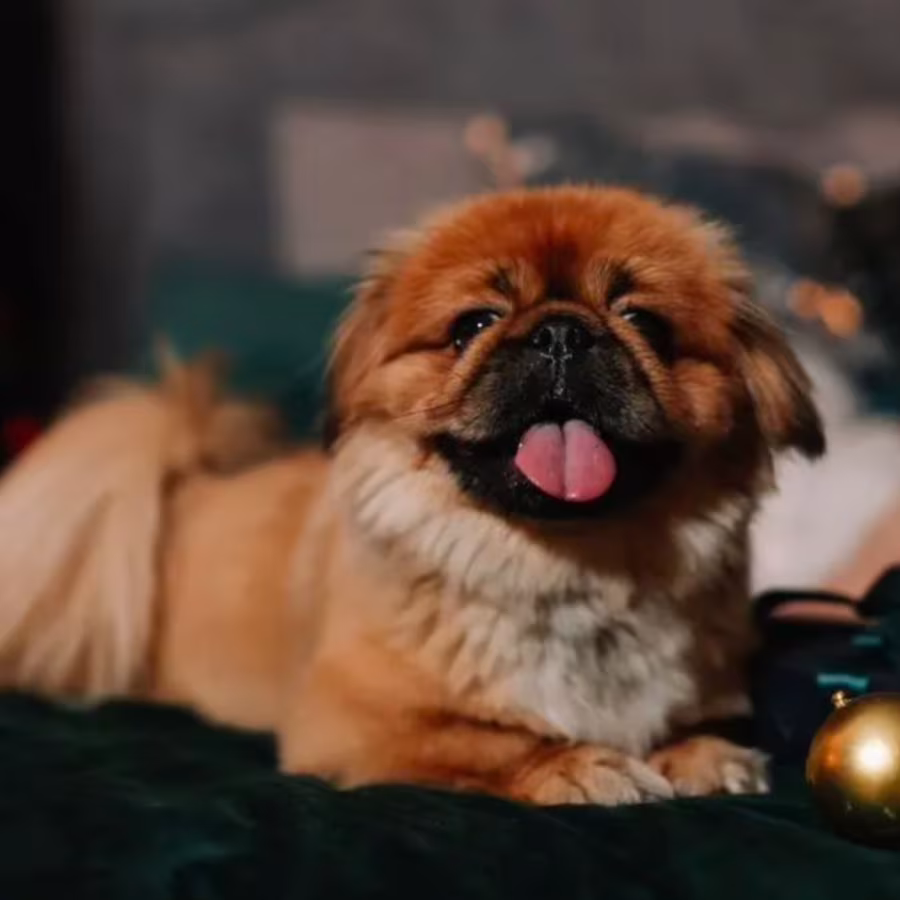 Female Pekingese Puppy for Sale in Bronx, NY