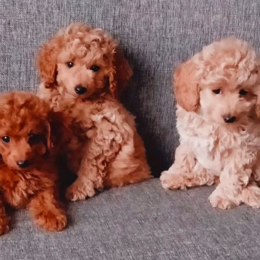 Poodle Puppies for Sale in Philadelphia, PA