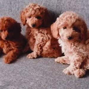 Poodle Puppies for Sale in Philadelphia, PA