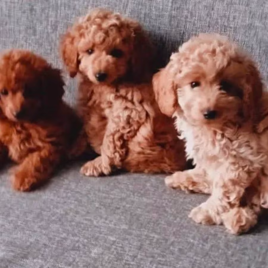 Poodle Puppies for Sale in Philadelphia, PA