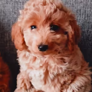 Poodle Puppies for Sale in Philadelphia, PA