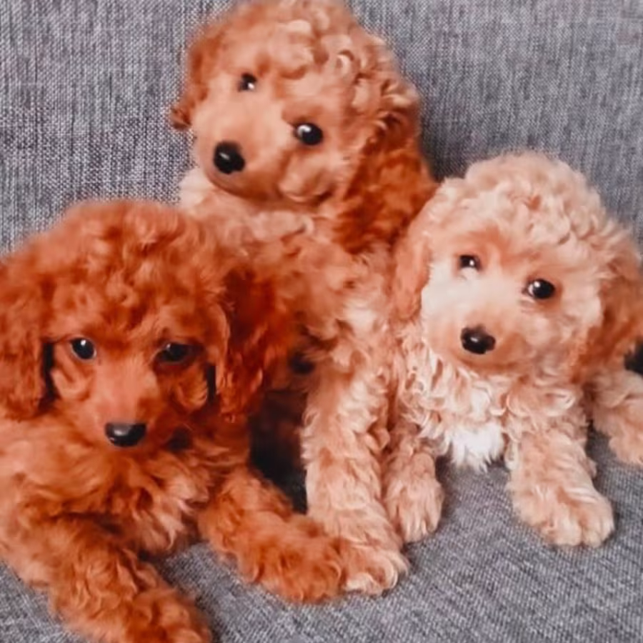 Poodle Puppies for Sale in Philadelphia, PA