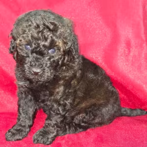 Female Poodle Puppies for Sale in Ohio