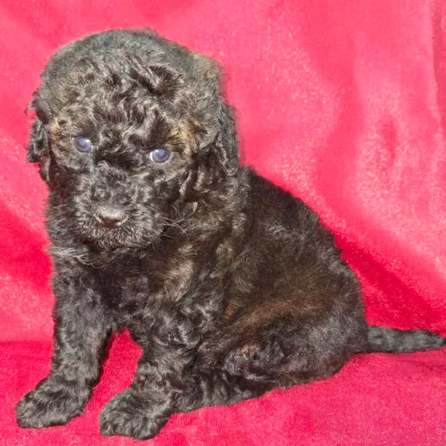Female Poodle Puppies for Sale in Ohio