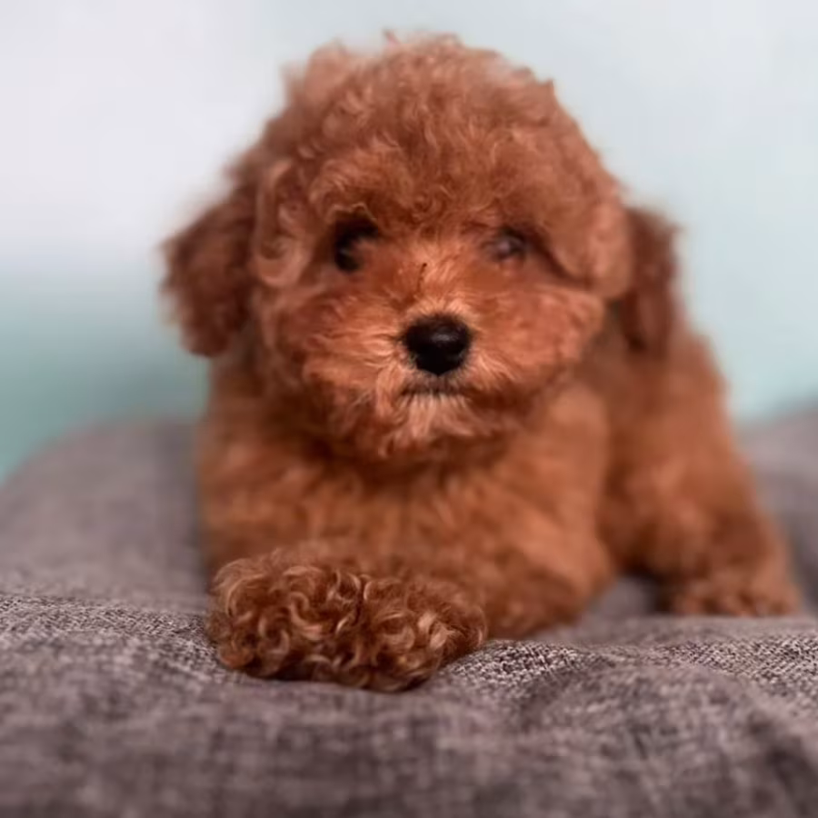 Male Poodle Puppy for Sale 14 Weeks Old