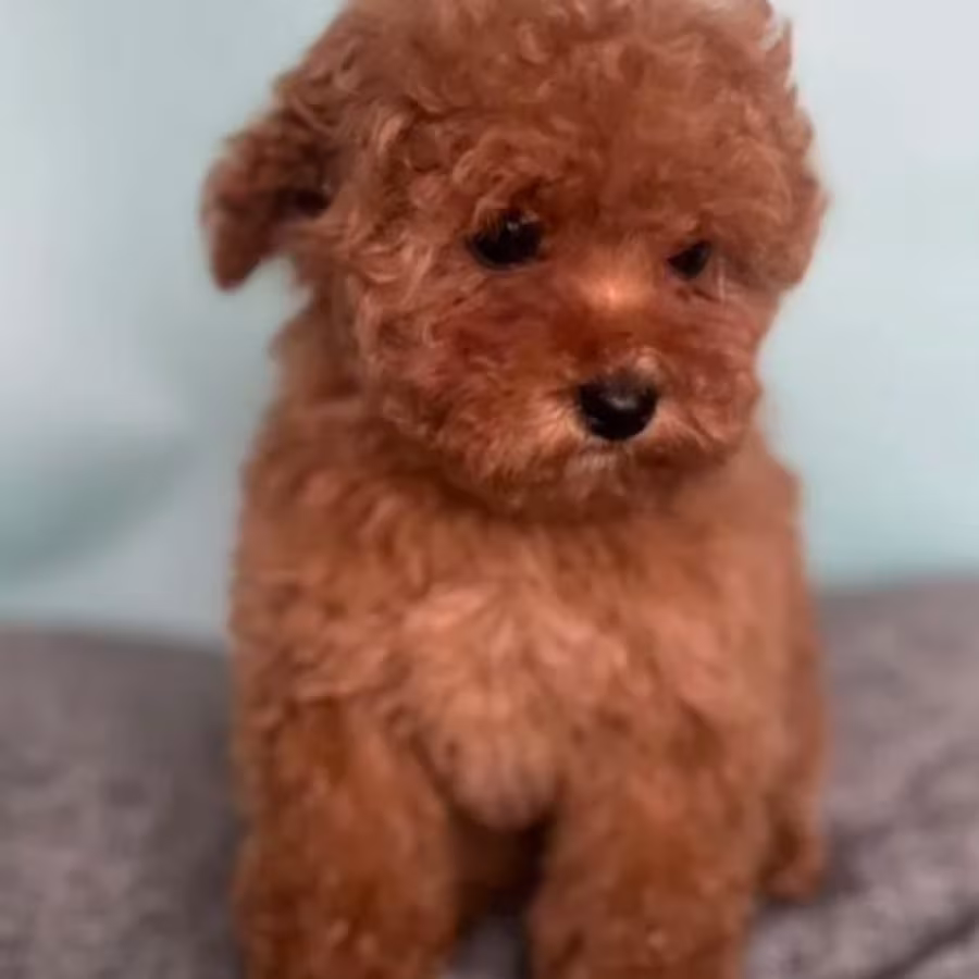 Male Poodle Puppy for Sale 14 Weeks Old