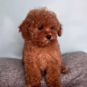Male Poodle Puppy for Sale 14 Weeks Old