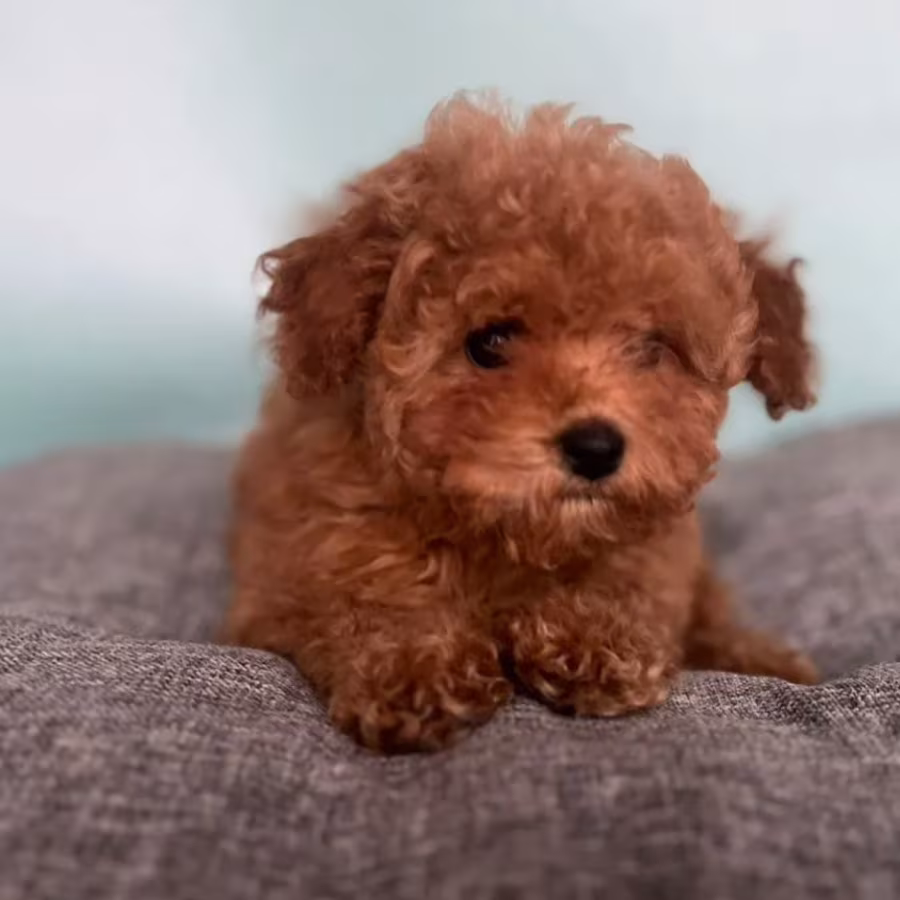 Male Poodle Puppy for Sale 14 Weeks Old