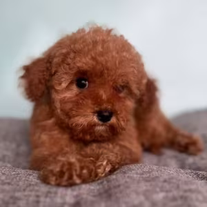 Male Poodle Puppy for Sale 14 Weeks Old