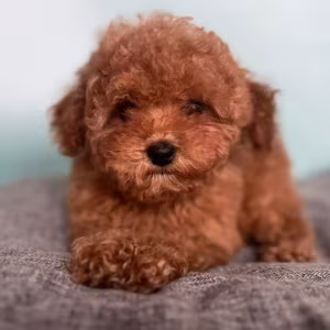 Male Poodle Puppy for Sale 14 Weeks Old