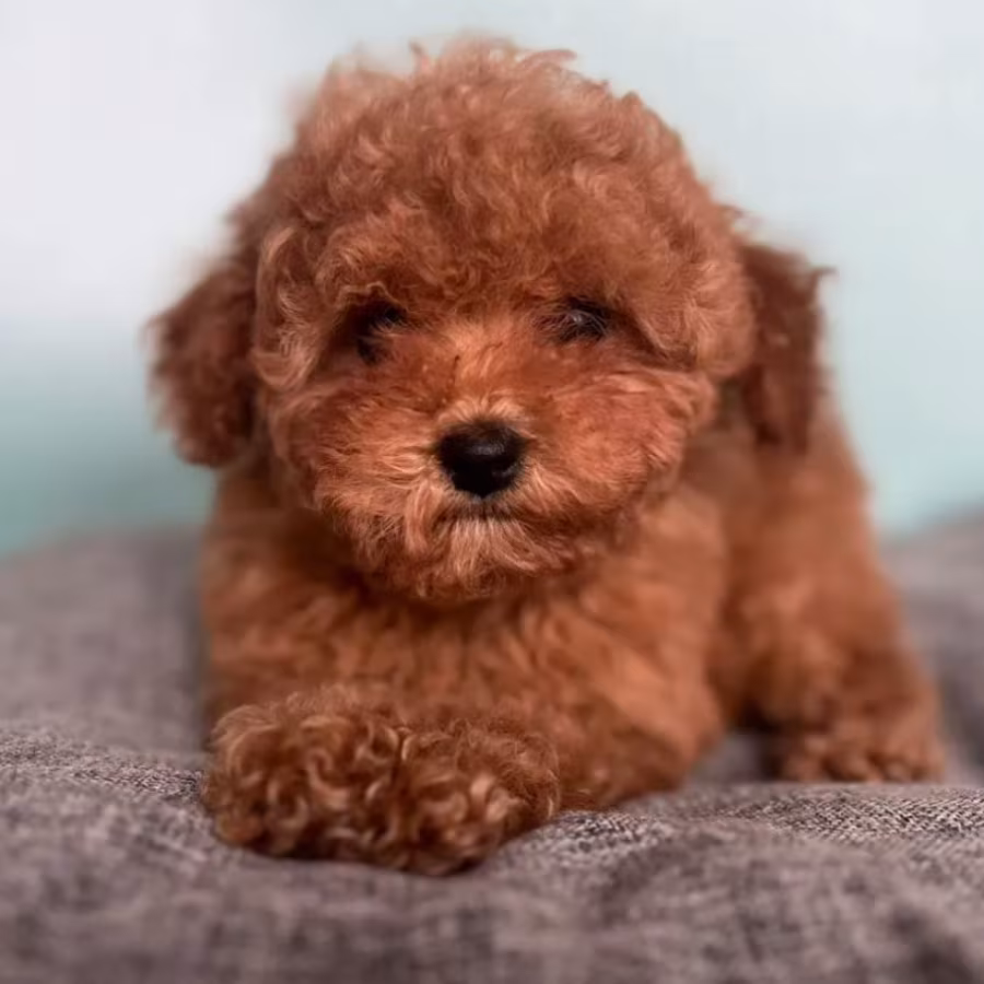 Male Poodle Puppy for Sale 14 Weeks Old