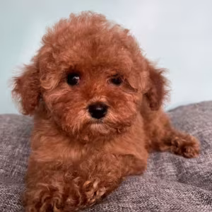 Male Poodle Puppy for Sale 14 Weeks Old