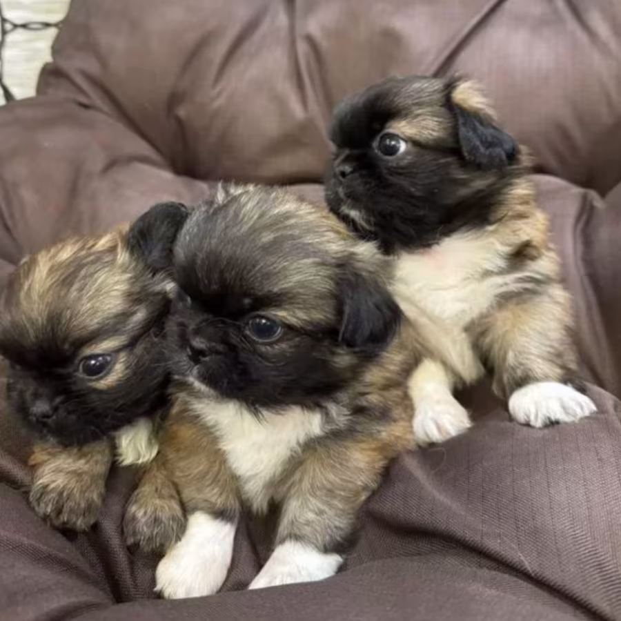Pekingese Puppy for Sale in Detroit, MI