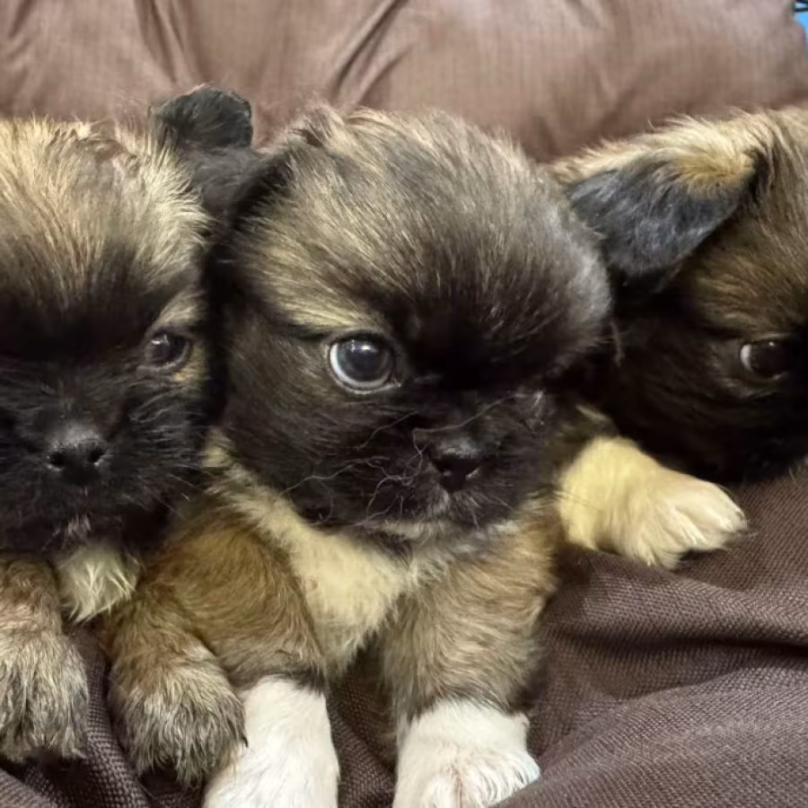 Pekingese Puppy for Sale in Detroit, MI