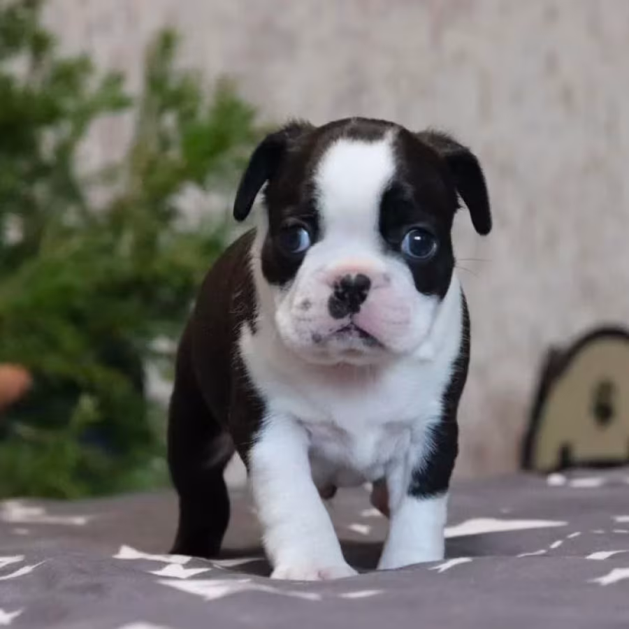 Boston Terrier Puppy for Sale in Brooklyn, NY