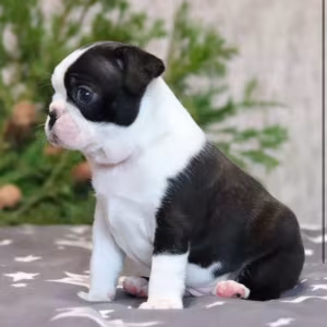 Boston Terrier Puppy for Sale in Brooklyn, NY
