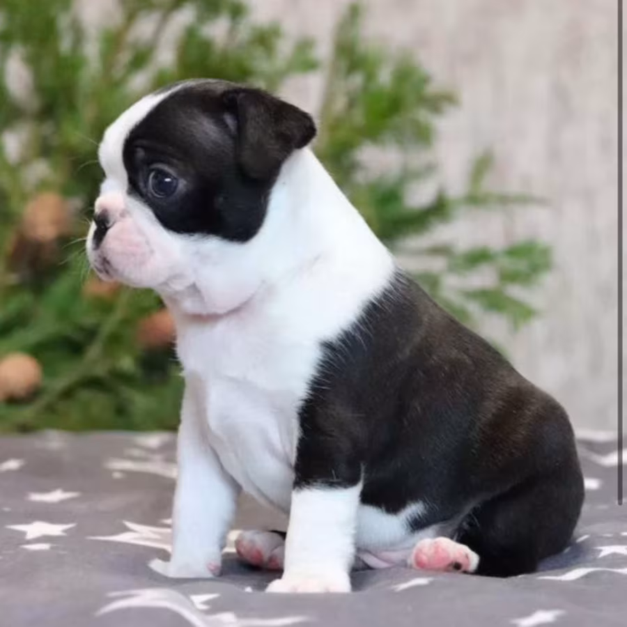 Boston Terrier Puppy for Sale in Brooklyn, NY
