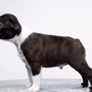 Male and Female Boston Terrier Puppies for Sale