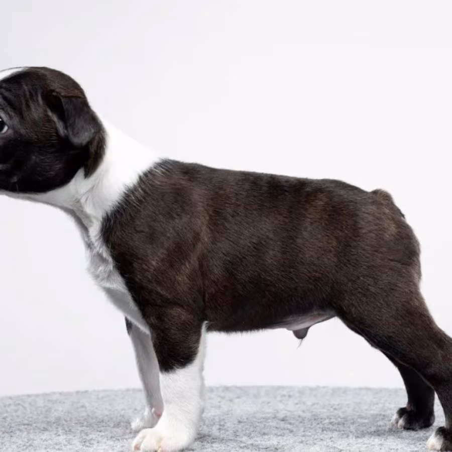 Male and Female Boston Terrier Puppies for Sale
