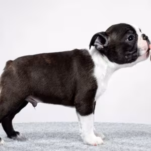Male and Female Boston Terrier Puppies for Sale