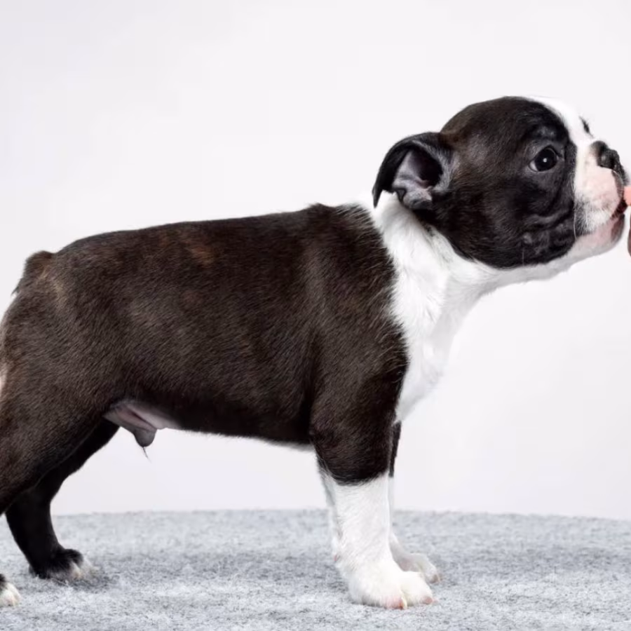 Male and Female Boston Terrier Puppies for Sale