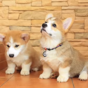 Pembroke corgi puppies
