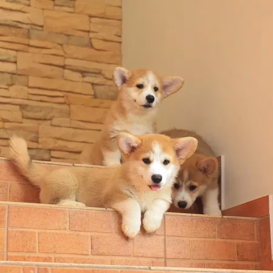 Pembroke corgi puppies